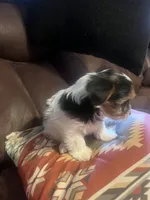 Timothy, a male Yorkshire Terrier for sale in Fayetteville, NC – 2 of 3