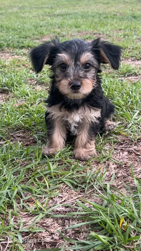 JR – Yorkshire Terrier puppy for sale in Fayetteville, NC