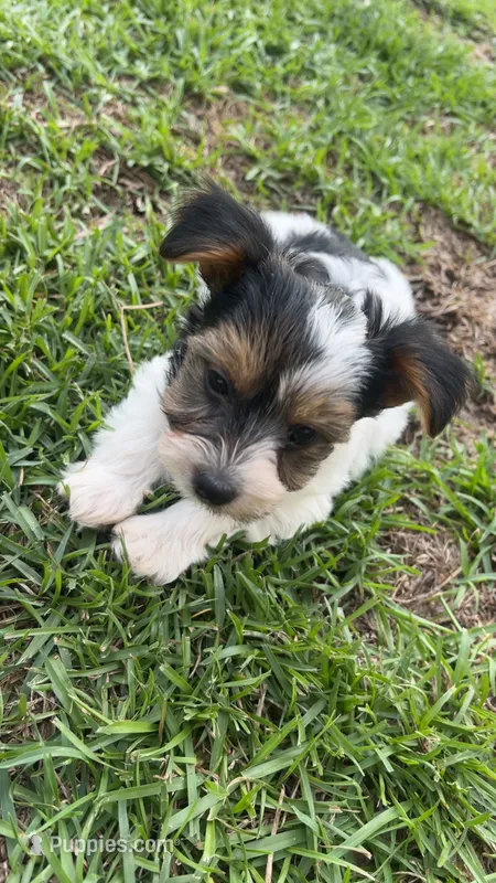 Timothy – Yorkshire Terrier puppy for sale in Fayetteville, NC