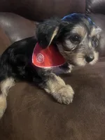 JR, a male Yorkshire Terrier for sale in Fayetteville, NC – 2 of 2