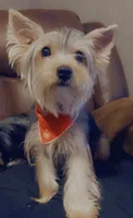 Rocket, a male Yorkshire Terrier for sale in Fayetteville, NC – 2 of 4