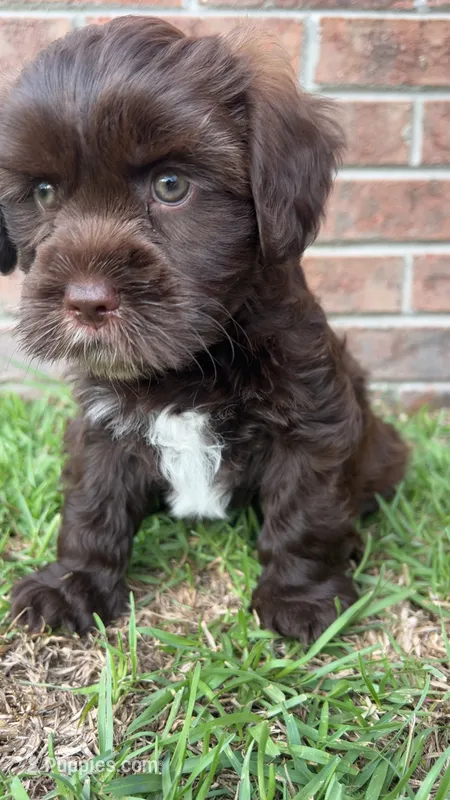 Sam – Shorkie puppy for sale in Fayetteville, NC
