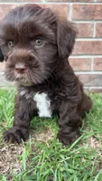 Sam, a male Shorkie for sale in Fayetteville, NC – 1 of 2