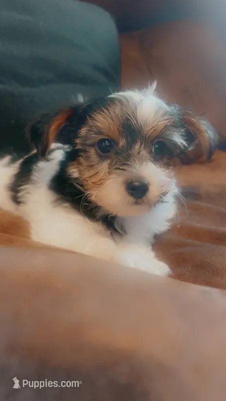 Timothy – Yorkshire Terrier puppy for sale in Fayetteville, NC