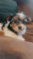 Timothy, a male Yorkshire Terrier for sale in Fayetteville, NC – 1 of 3