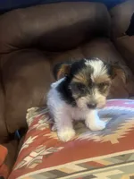 Timothy, a male Yorkshire Terrier for sale in Fayetteville, NC – 3 of 3