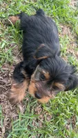 Rocket, a male Yorkshire Terrier for sale in Fayetteville, NC – 1 of 4