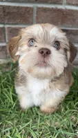 Ted, a male Shorkie for sale in Fayetteville, NC – 1 of 2