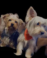 Rocket, a male Yorkshire Terrier for sale in Fayetteville, NC – 4 of 4