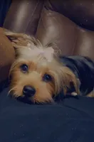 Rocket, a male Yorkshire Terrier for sale in Fayetteville, NC – 3 of 4