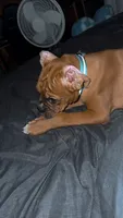 Denali , a male Boxer for sale in Dover, OH – 3 of 3