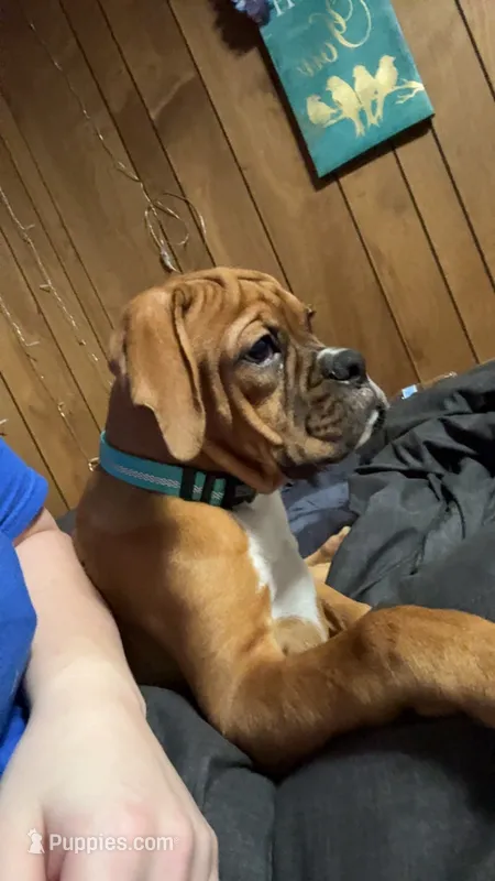 Denali  – Boxer puppy for sale in Dover, OH