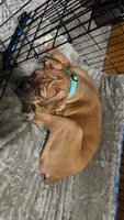 Denali , a male Boxer for sale in Dover, OH – 2 of 3