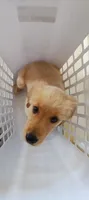 Lola, a female Golden Retriever for sale in Fresno, CA – 8 of 8