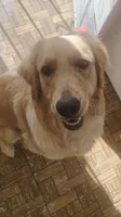 Lola, a female Golden Retriever for sale in Fresno, CA – 5 of 8