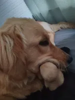 Lola, a female Golden Retriever for sale in Fresno, CA – 4 of 8