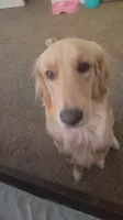 Lola, a female Golden Retriever for sale in Fresno, CA – 7 of 8