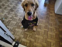 Lola, a female Golden Retriever for sale in Fresno, CA – 2 of 8