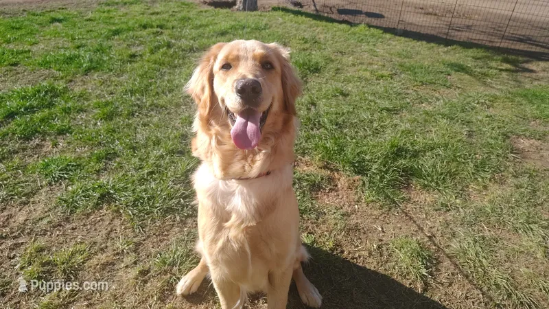 Lola – Golden Retriever puppy for sale in Fresno, CA