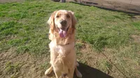 Lola, a female Golden Retriever for sale in Fresno, CA – 1 of 8