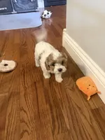 Lola, a female Cavapoo for sale in Scottsville, KY – 5 of 7