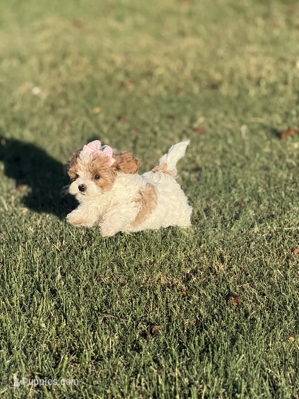 Lola – Cavapoo puppy for sale in Scottsville, KY