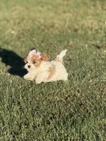Lola, a female Cavapoo for sale in Scottsville, KY – 1 of 7