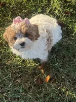 Lola, a female Cavapoo for sale in Scottsville, KY – 7 of 7