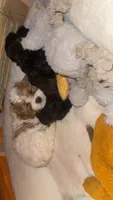 Lucky, a male Cavapoo for sale in Scottsville, KY – 3 of 5
