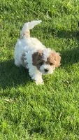 Lola, a female Cavapoo for sale in Scottsville, KY – 4 of 7