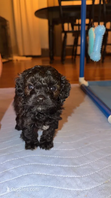 Lucky – Cavapoo puppy for sale in Scottsville, KY