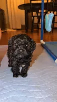 Lucky, a male Cavapoo for sale in Scottsville, KY – 1 of 5