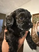 Lucky, a male Cavapoo for sale in Scottsville, KY – 5 of 5