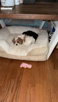 Lola, a female Cavapoo for sale in Scottsville, KY – 3 of 7