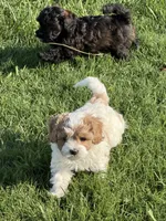 Lola, a female Cavapoo for sale in Scottsville, KY – 6 of 7