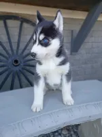 AKC. Jacky, a male Siberian Husky for sale in Harlan, IN – Photo 3 of 9