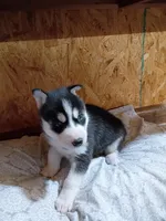 Jacky, a male Siberian Husky for sale in Harlan, IN – Photo 2 of 6