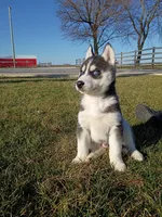AKC. Jacky, a male Siberian Husky for sale in Harlan, IN – Photo 5 of 9
