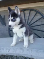 AKC. Jacky, a male Siberian Husky for sale in Harlan, IN – Photo 2 of 9