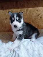 Jacky, a male Siberian Husky for sale in Harlan, IN – Photo 3 of 6
