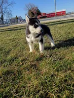 AKC. Jacky, a male Siberian Husky for sale in Harlan, IN – Photo 7 of 9