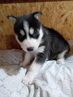 Jacky, a male Siberian Husky for sale in Harlan, IN – Photo 6 of 6