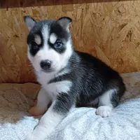AKC. Jacky, a male Siberian Husky for sale in Harlan, IN – Photo 9 of 9