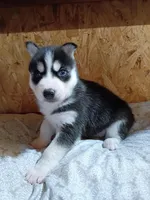 Jacky, a male Siberian Husky for sale in Harlan, IN – Photo 5 of 6
