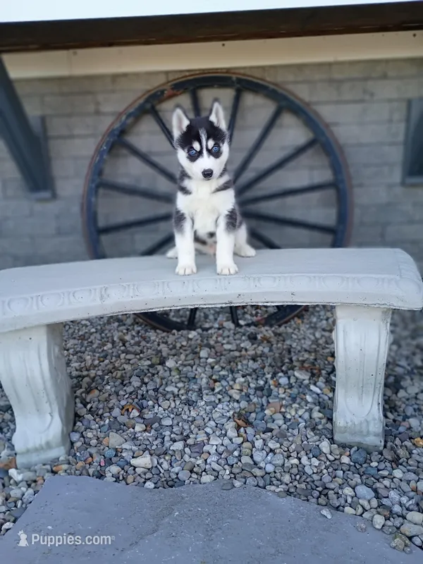 Jacky – Siberian Husky puppy for sale in Harlan, IN