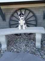 AKC. Jacky, a male Siberian Husky for sale in Harlan, IN – Photo 4 of 9