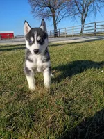 AKC. Jacky, a male Siberian Husky for sale in Harlan, IN – Photo 6 of 9