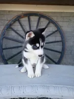 AKC. Jacky, a male Siberian Husky for sale in Harlan, IN – Photo 1 of 9