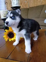 Jacky, a male Siberian Husky for sale in Harlan, IN – Photo 4 of 6