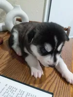 Roxy, a female Siberian Husky for sale in Harlan, IN – Photo 3 of 4